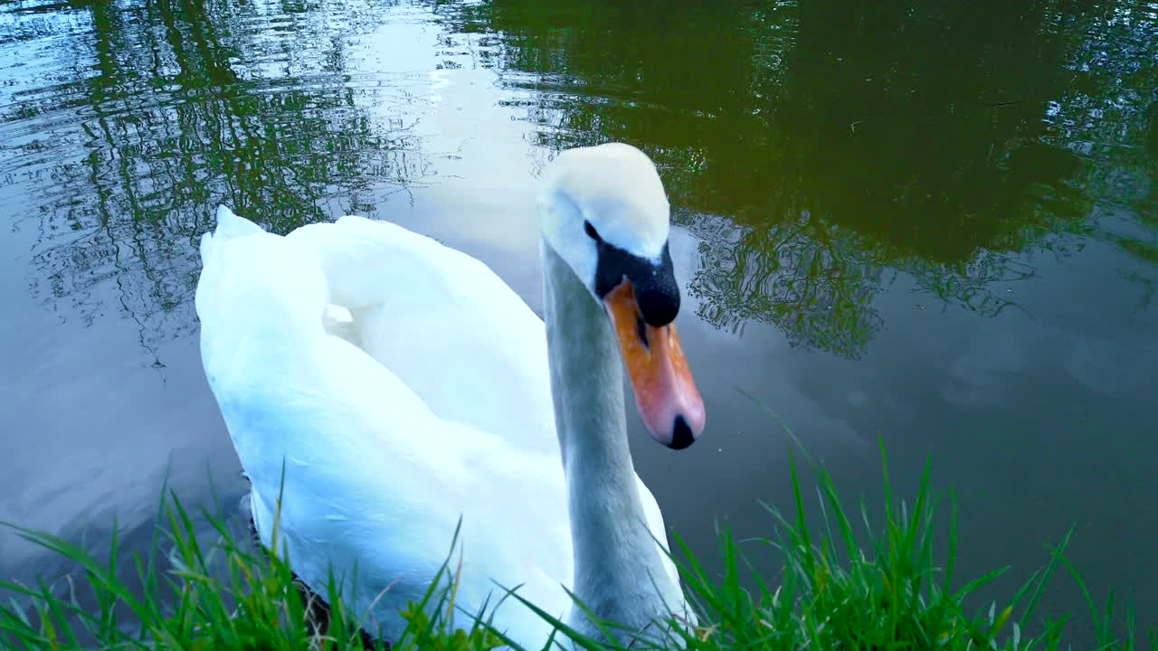 cisne británico al lado de un canal