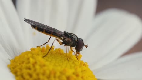 Hover-fly-feeding-on-eating-pollen-nectar-from-a-white-and-yellow-daisy