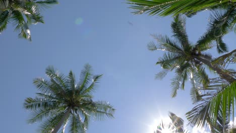 toma directa de palmeras con el sol entrando a través de las hojas, con un destello de lente recortado