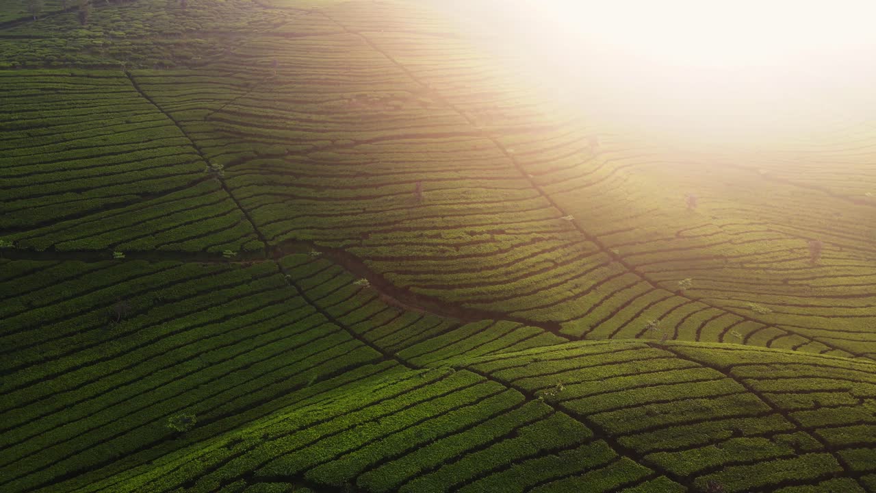 Amazing drone shot of green tea plantation on the hill in sunrise time