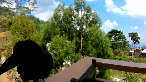 a curious crow in the balcony