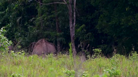 Los-Elefantes-Asiáticos-Son-Especies-En-Peligro-De-Extinción-Y-También-Son-Residentes-De-Tailandia