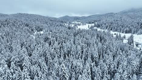 flying over a dense forest covered in snow during the winter
