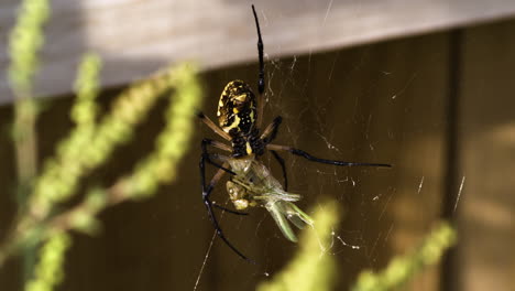 una araña de jardín amarilla agarrando su presa - de cerca