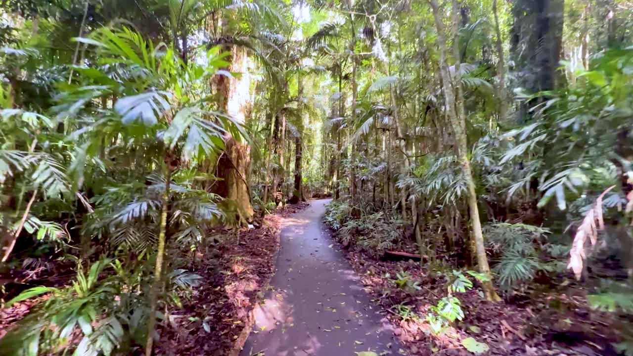 Steady camera glides through lush rainforest trail, dappled sunlight, vibrant green foliage, tranquil atmosphere