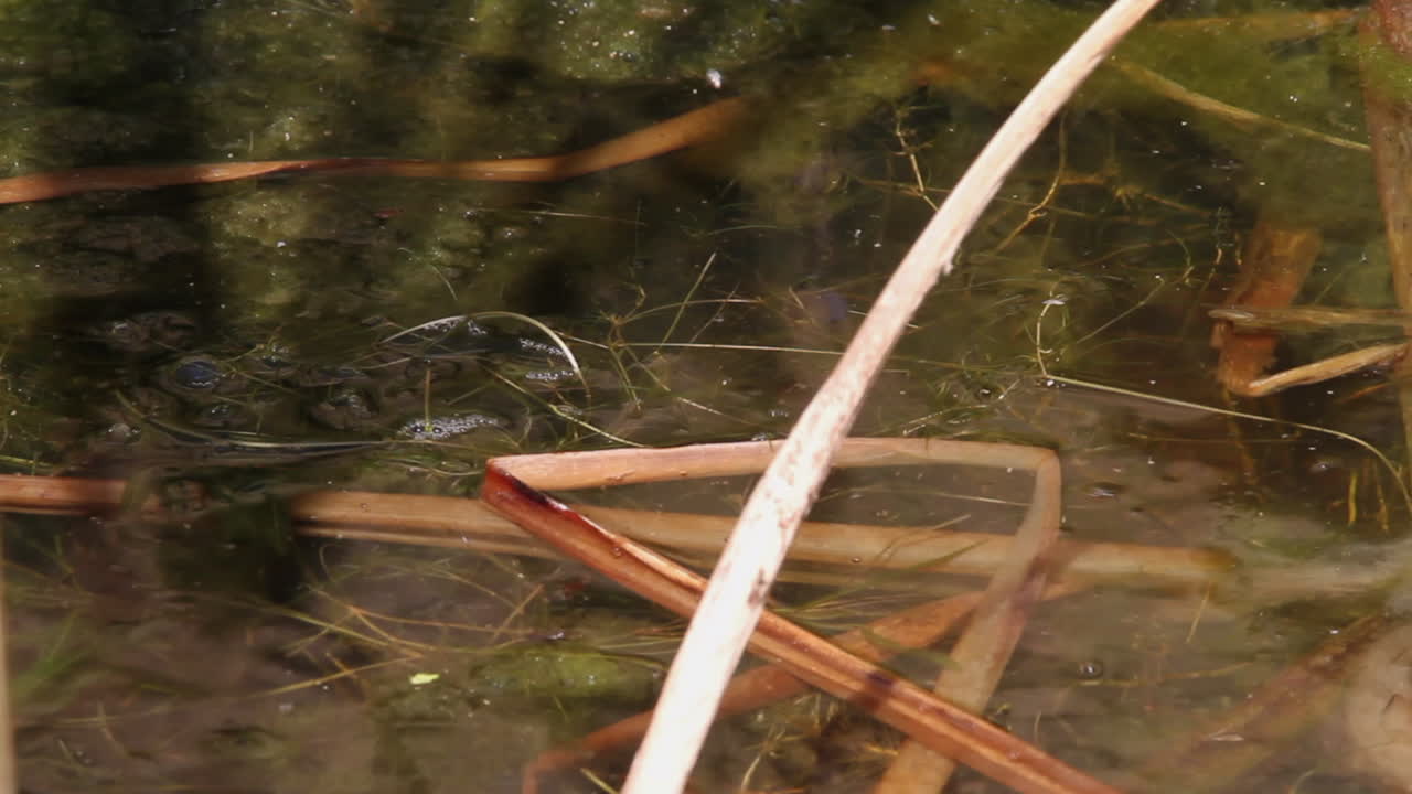 милая пятнистая зеленая лягушка погружается под поверхность пруда в мгновение ока