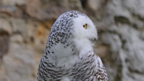 Snowy-owl-(Bubo-scandiacus)-is-a-large,-white-owl-of-the-true-owl-family.It-is-sometimes-also-referred-to,-more-infrequently,-as-the-polar-owl,-white-owl-and-the-Arctic-owl.