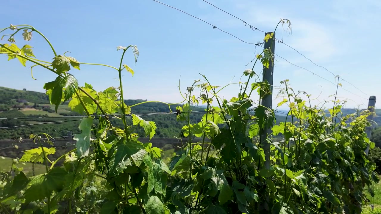 丘のある日当たりの良いブドウ畑で育つ青々としたブドウの木