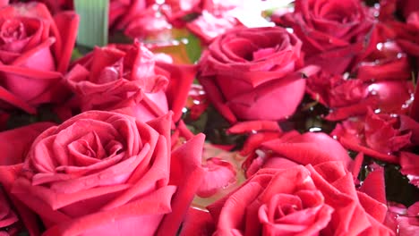bunch of beautiful fresh blooming red roses, close up