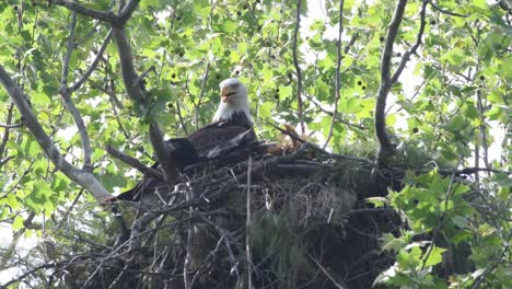 Male-eagle-perched-in-a-nest-panting-from-the-heat