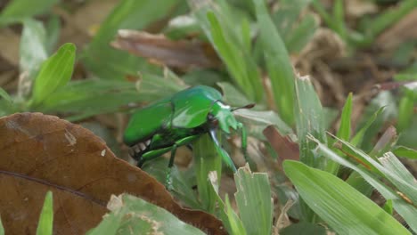 escarabajo verde arrastrándose sobre hojas en el suelo del bosque