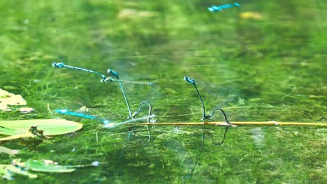 flying common blue dragonfly damselfly in mating wheel pose on green pond