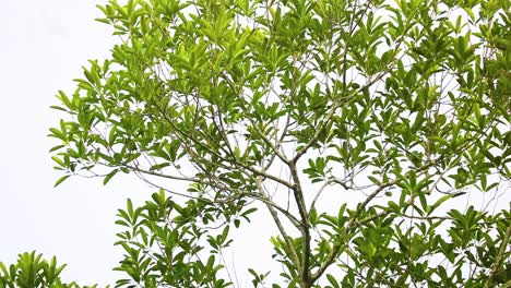 Common myna Bird Fly Away On The Tree Branch With Green Leaves