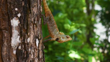 Männliche-Orientalische-Garteneidechse-Auf-Einem-Baum-Im-Tropischen-Land-Sri-Lanka