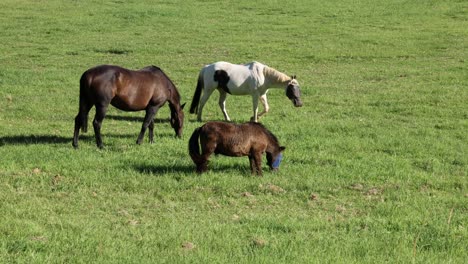 multiple horses feeding on grass in a field