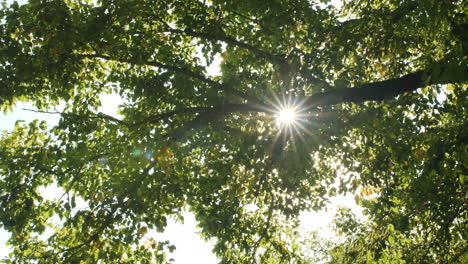 ray of sunlight through leaves of a tree from under