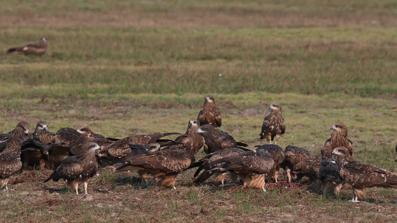 una bandada de cometa de orejas negras milvus lineatus comiendo carne en el campo