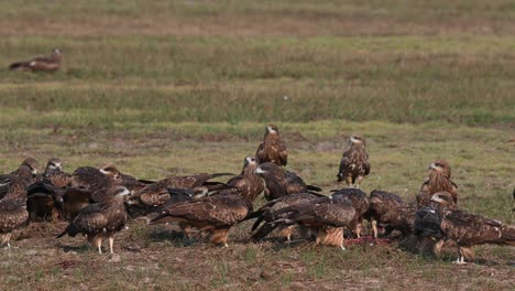 Ein-Schwarm-Schwarzohrmilan-Milvus-Lineatus,-Der-Auf-Dem-Feld-Fleisch-Frisst