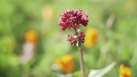 beautiful garden with pink and yellow flowers