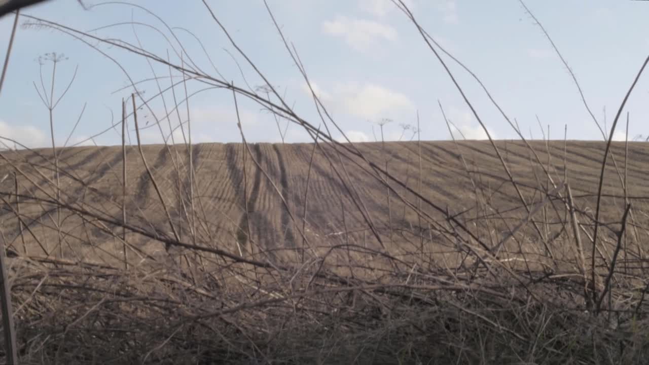 View of farmland through overgrown brambles and thorns
