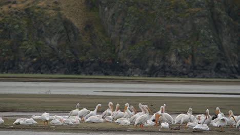 Una-Visita-Estacional:-Pelícanos-Blancos-Americanos-En-Cooney-Bay-En-Otoño.