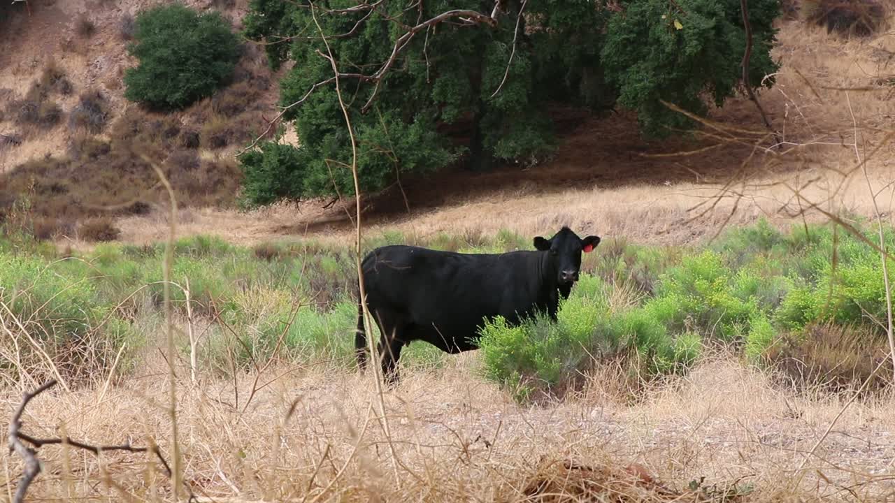 Una mucca nera osserva la telecamera attraverso alberi e piante