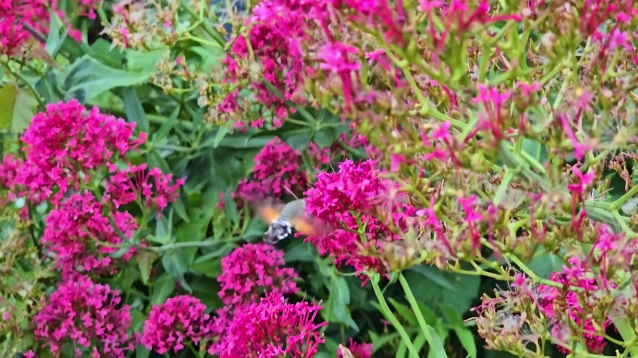 A hummingbird hawk-moth feeds on blooms as the camera follows closely.