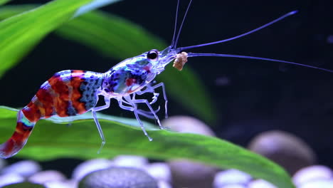 comiendo camarones enanos coloridos