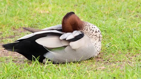 duck grooming on grass at great ocean road