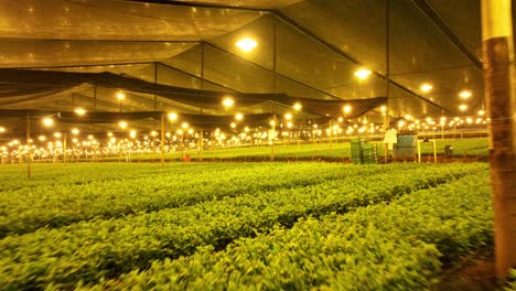 indoor cultivation illuminated lamps and green plantations under them