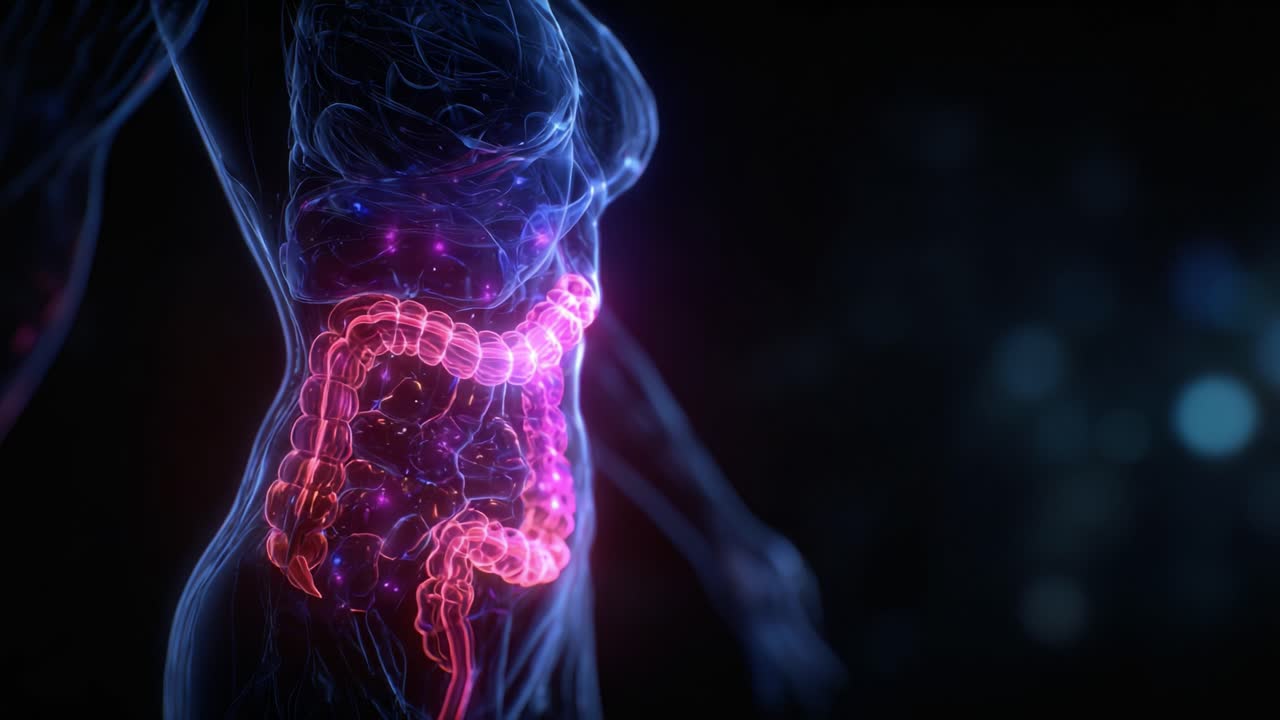 An Illuminated Visualization of the Human Digestive System, Highlighting the Complexity and Intricacies of the Intestines and Their Vital Role in Overall Health and Wellness
