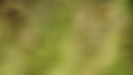Fondos de colores desenfocados