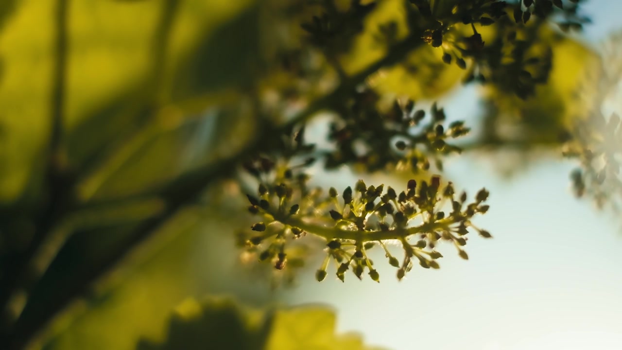 Cinematic travelling shot moving through a vineyard to reveal delicate spring grape clusters in development. Soft bokeh and natural light highlight the intricate texture of the budding fruit.