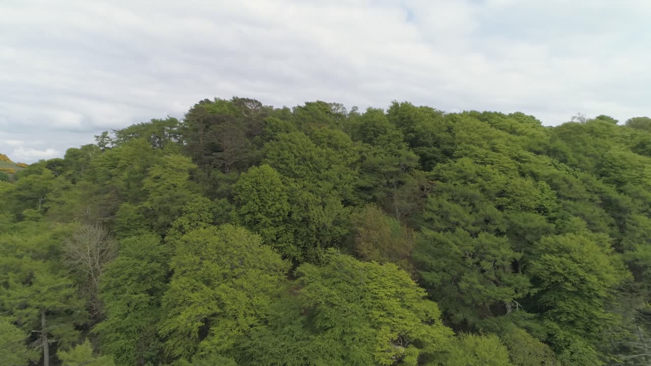 toma aérea ascendente sobre el dosel de los árboles en una zona boscosa cerca de oban, escocia en un día nublado