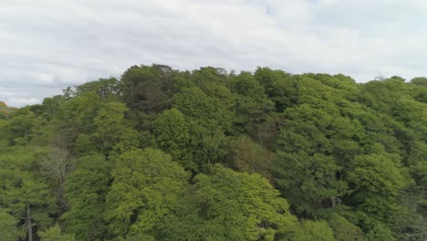 Rising-aerial-shot-over-tree-canopy-in-wooded-area-near-Oban,-Scotland-on-an-overcast-day