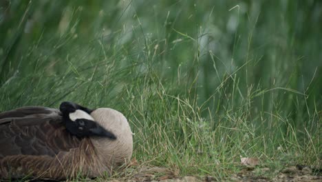 Canada-goose-scratching-himself-and-watching-on-the-river-bank