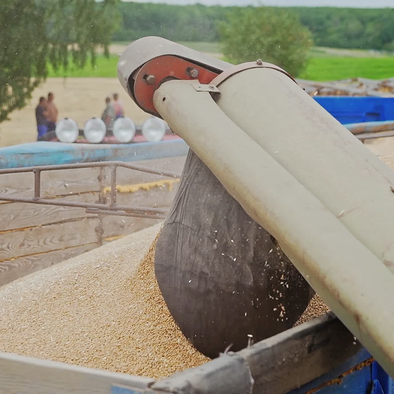 Pouring wheat grains into tractor trailer after harvest over the natural background. Combine harvester pours the wheat crop. Close-up