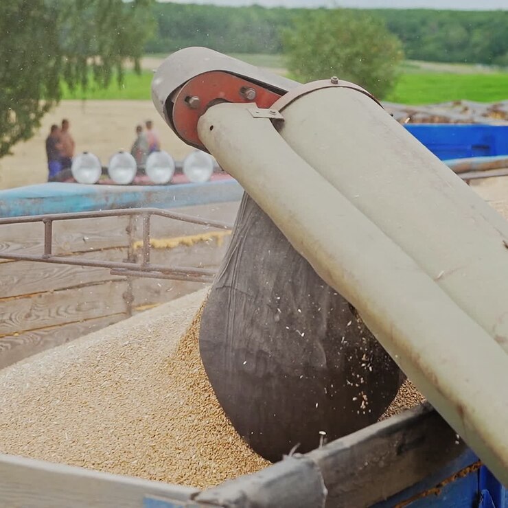 Pouring wheat grains into tractor trailer after harvest over the natural background. Combine harvester pours the wheat crop. Close-up