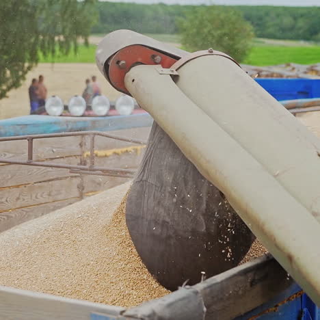 pouring wheat grains into tractor trailer after harvest over the natural background. combine harvester pours the wheat crop. close-up