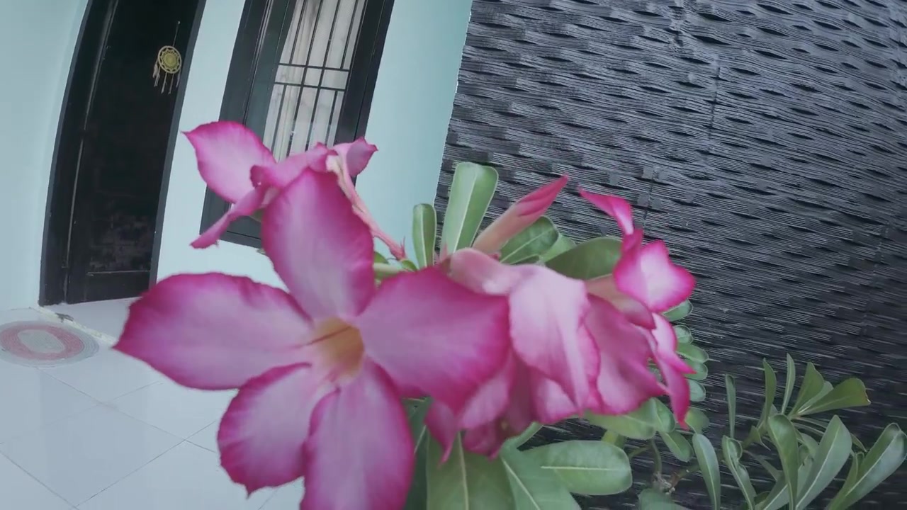 Fiore di Adenium rosa che sboccia in un vaso da giardino