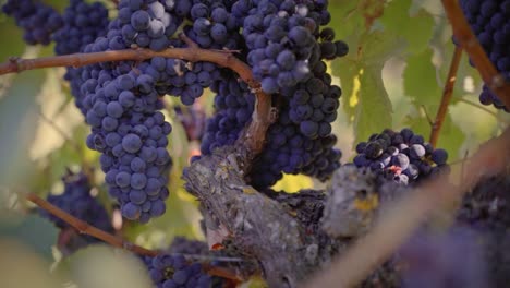 big red grape cluster in a vineyard medium shot