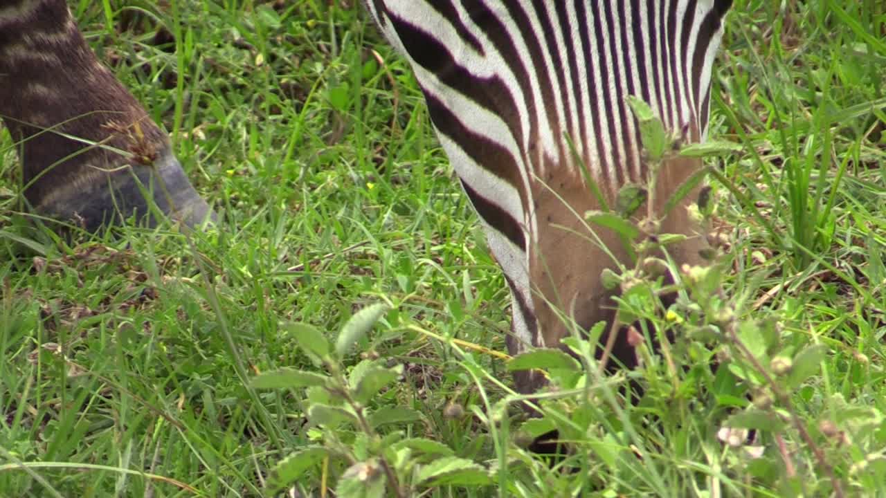 zebra græsning, close-up pan fra øjne mod læber, grønt græs i baggrunden