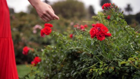 Mano-Femenina-Tocando-Rosa-Roja-De-Cerca---Caminando-Por