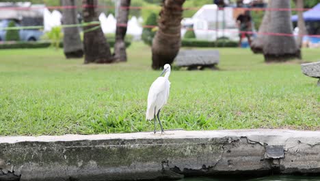 white egret walking through a green park setting.