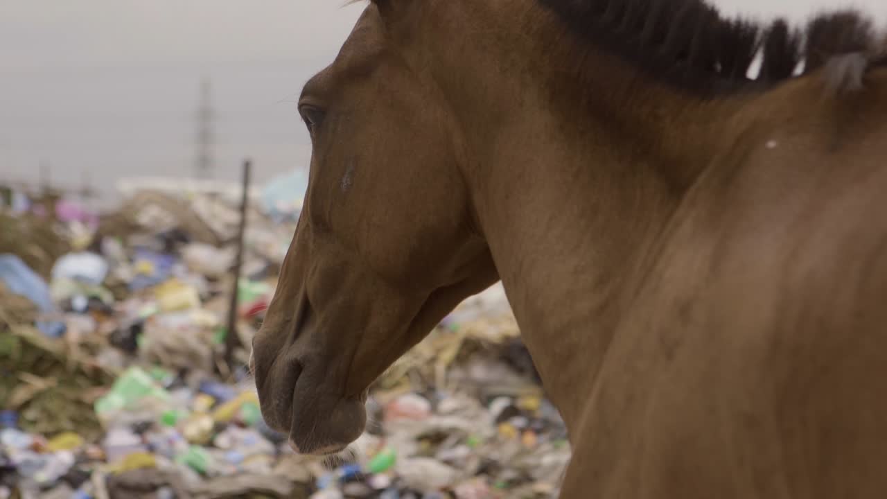 Horse on Rubbish Pile Nigeria 08