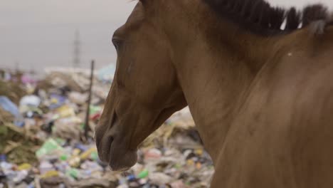 horse on rubbish pile nigeria 08