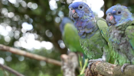 blue, green and red parrot standing on a tree in ecuador, cuenca