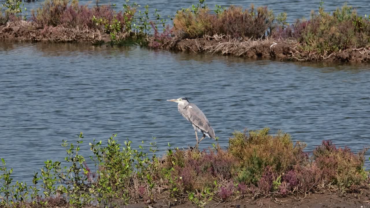 바가에서 한 다리에 서서 왼쪽을 바라보는 회색 헤이론 (ardea cinerea, 태국)