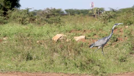 Gato-Garza-De-Cabeza-Negra-Caminando-En-La-Sabana-Del-Parque-Nacional-De-Nairobi-Kenia