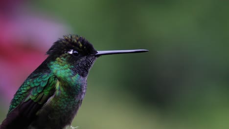 a cute talamanca hummingbird on a branch